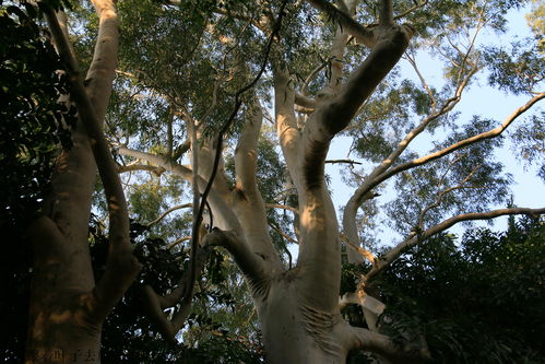 花园式校园厦门大学驴行印象